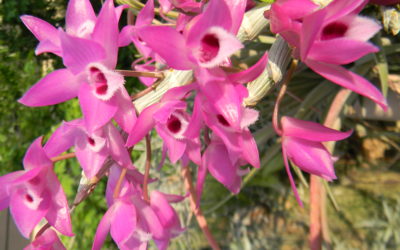 Orchidea Kiállítás, Magyar Orchidea Társaság