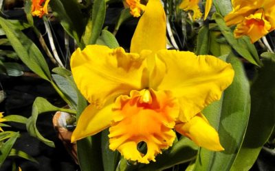 Orchidea Kiállítás, Magyar Orchidea Társaság