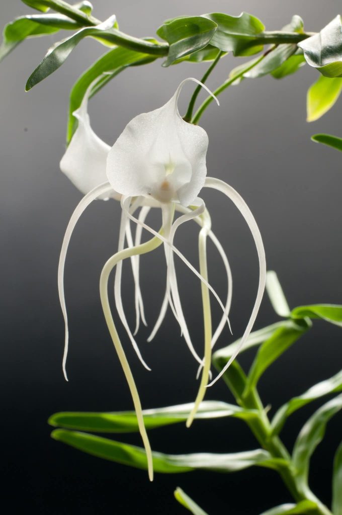 Angraecum-germinyanum-Lovas-Kiss-adam-novenye