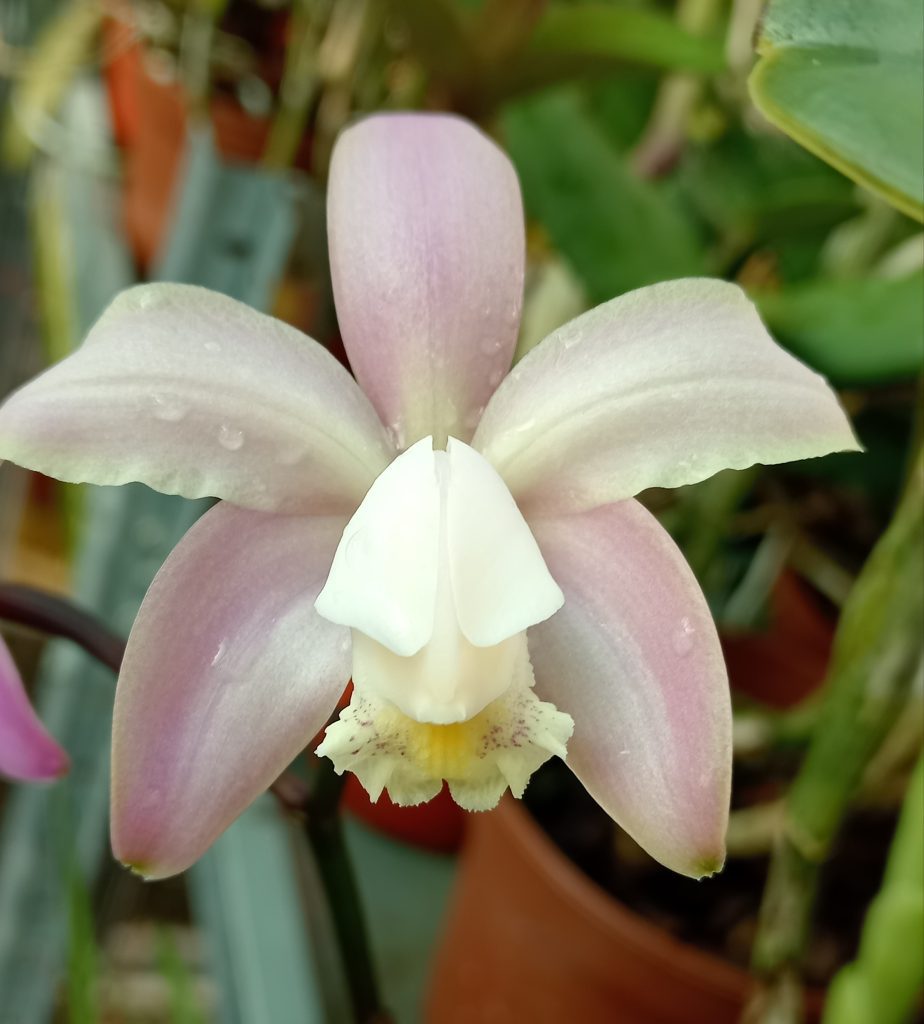 Cattleya kerrii
