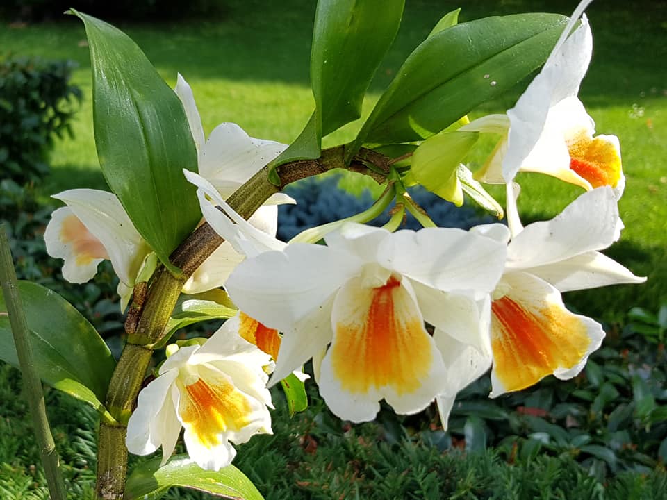 Dendrobium-Hsinying-Frostymare_Udvarhelyi-Zoltán