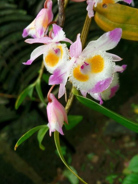 Dendrobium másolat