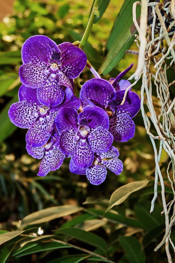 vanda-orchidea