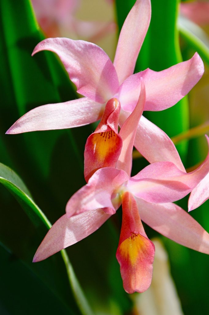 cattleya
