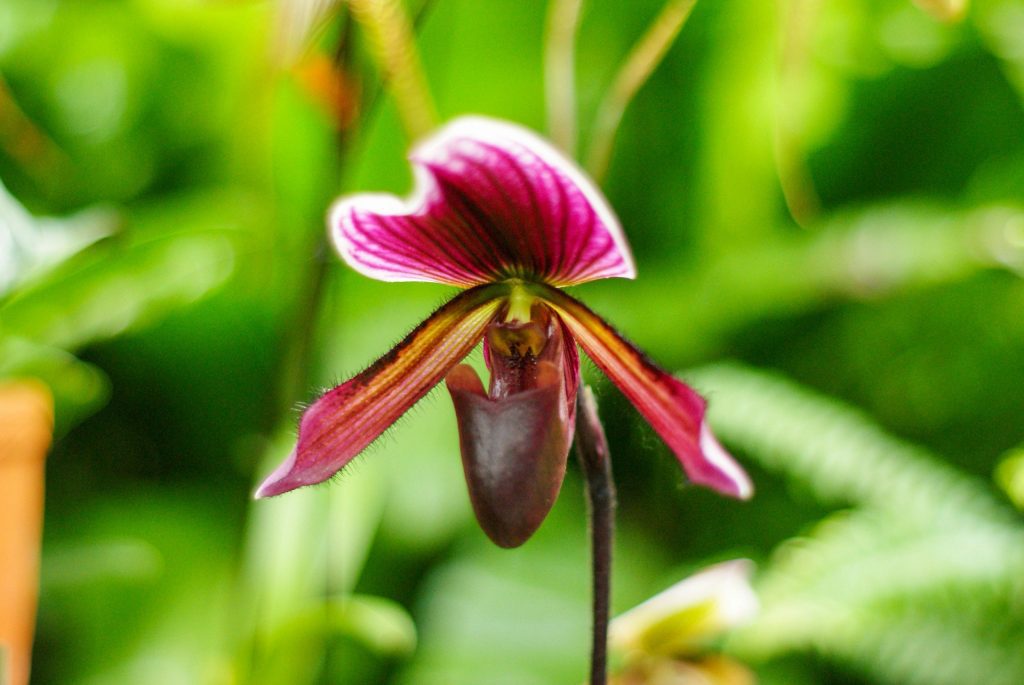 Papucsorchidea Paphiopedilum-bordo