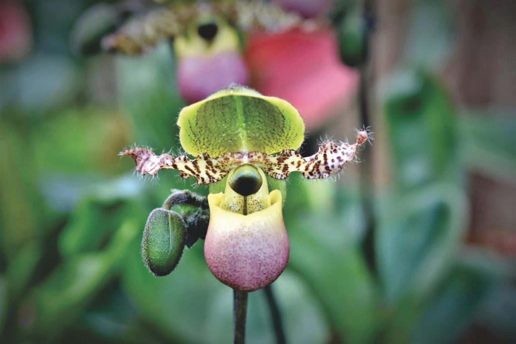 Papucsorchidea Paphiopedilum-orchidea-tropusi-noveny
