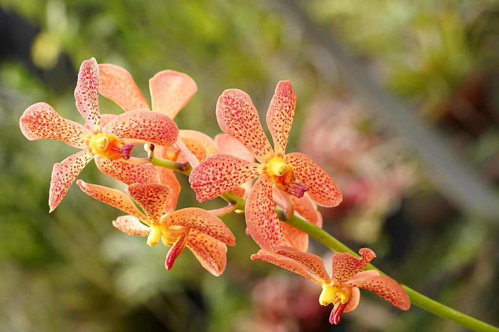 Vanda-orchidea-orhidea-tarsasag