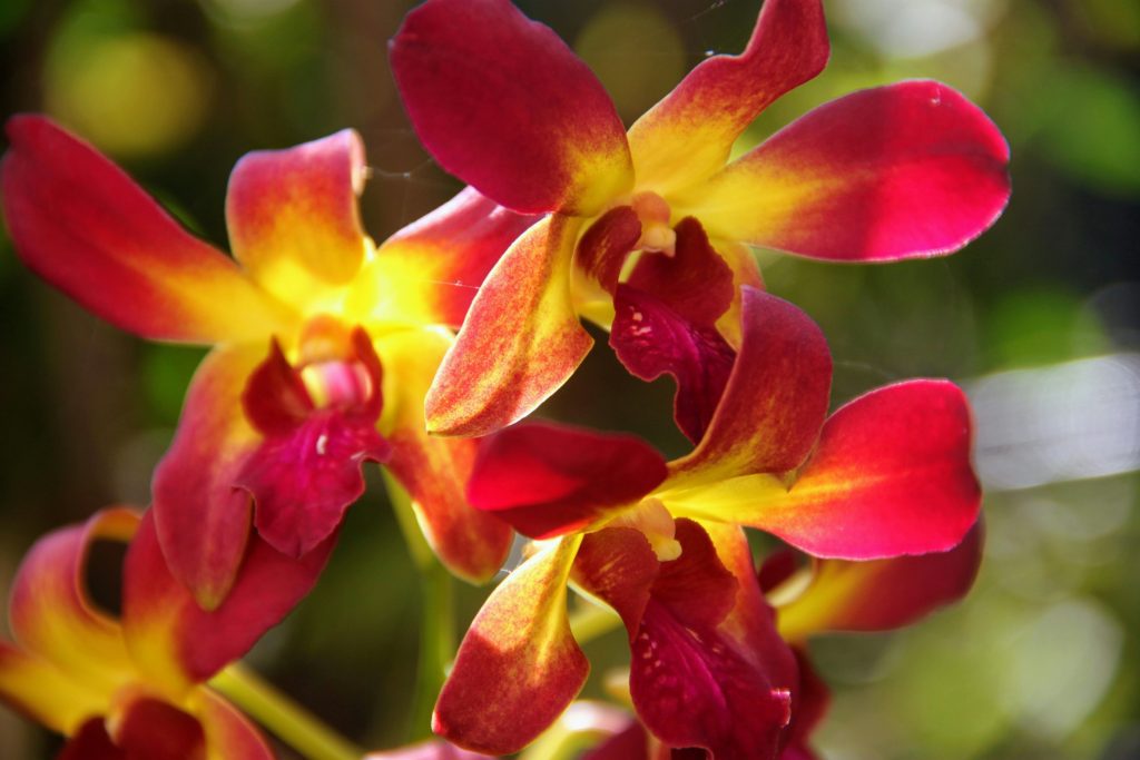 dendrobium-orchidea-virag