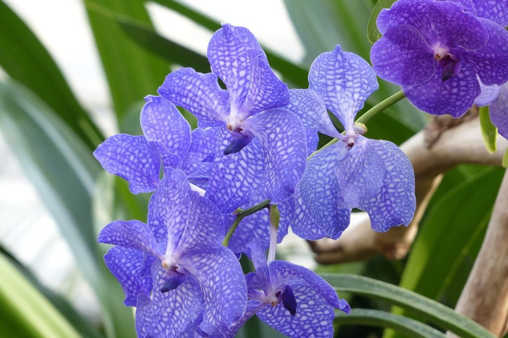 Orchidea fajták