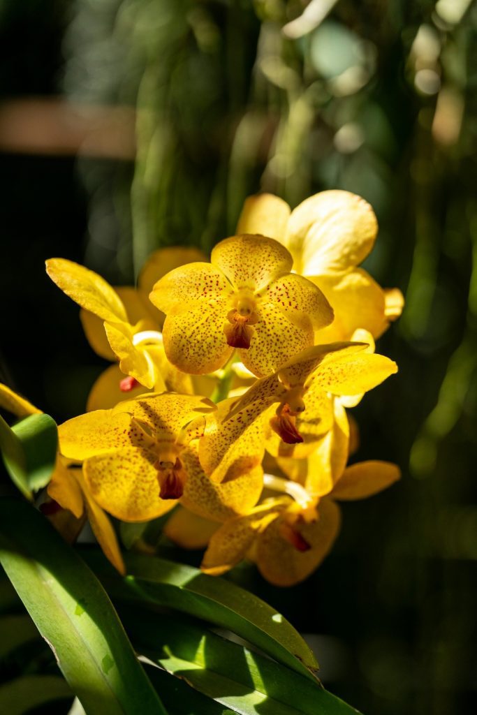 magyar-orchidea-tarsasag-fuveszkerti-piknik