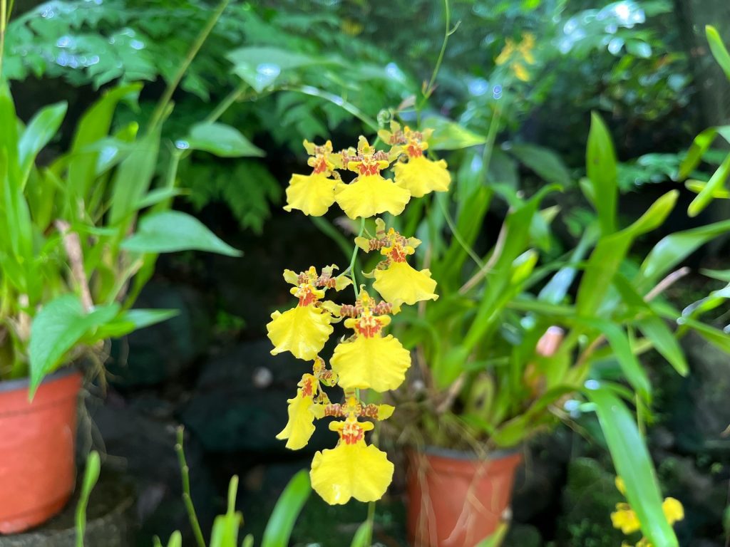 oncidium-orchidea-magyarorchidea-tarsasag