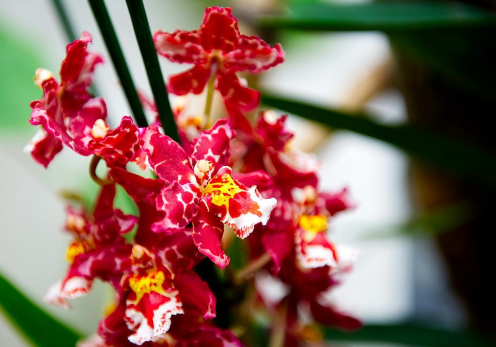 oncidium.orchidea-magyar-orchidea-tarsasag