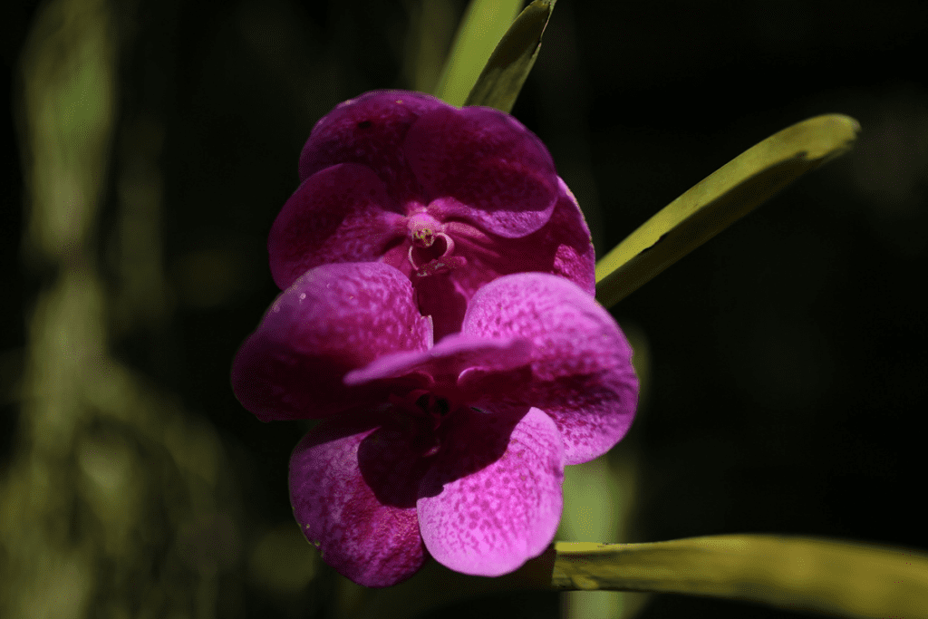 phalaenopsis-orchidea